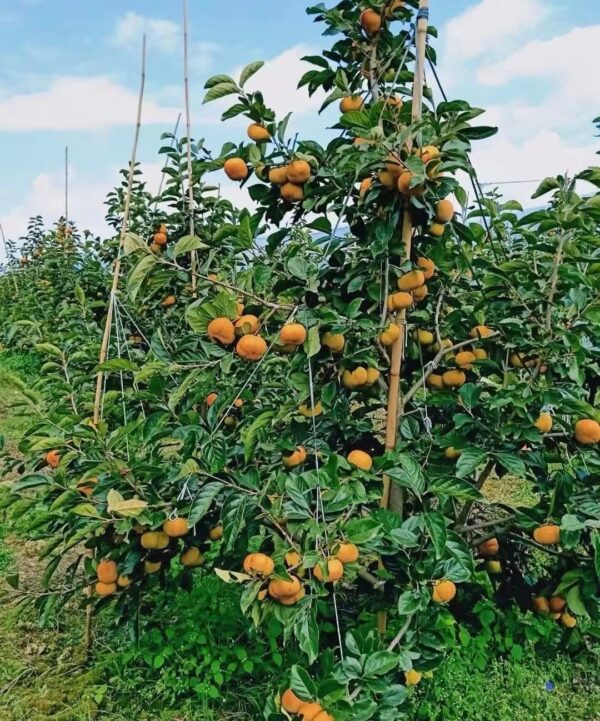 Zero Persimmon Plant - Image 2