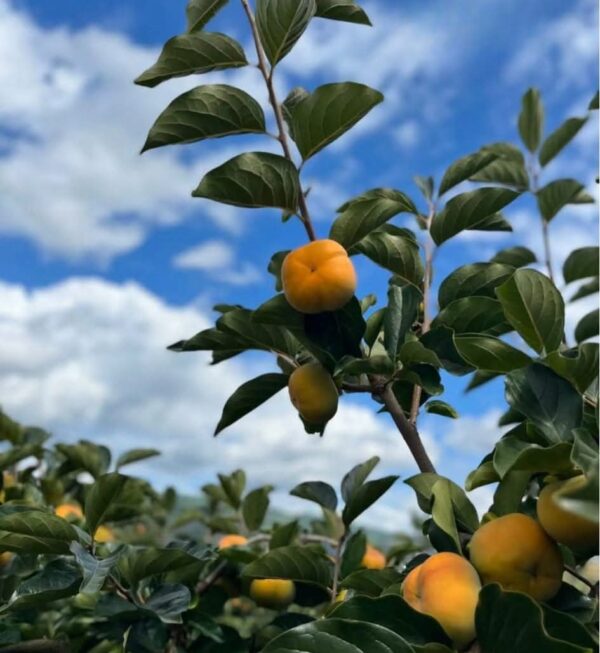 Zero Persimmon Plant - Image 9