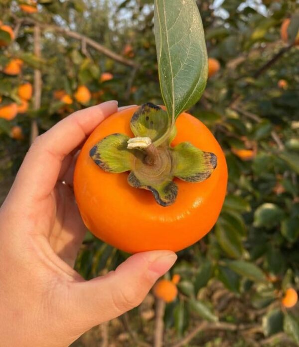 Zero Persimmon Plant - Image 8