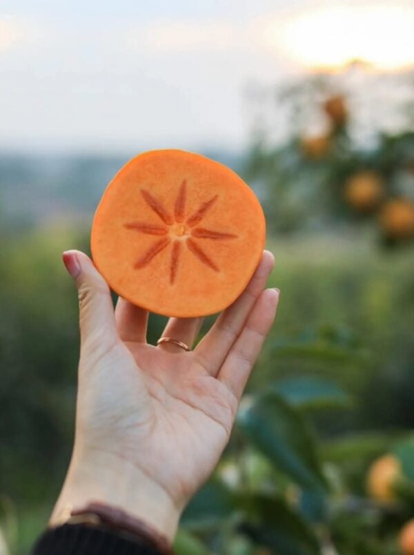 Zero Persimmon Plant - Image 7