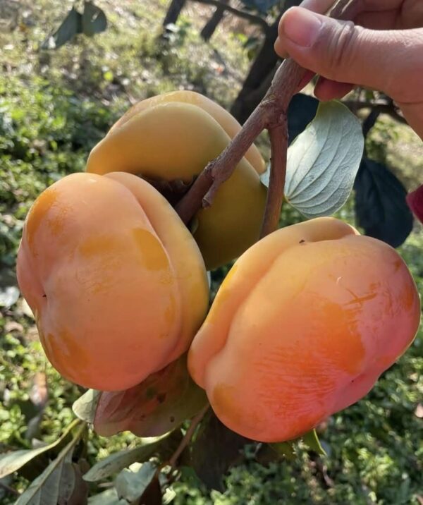 Big Mopan Persimmon Plant - Image 4