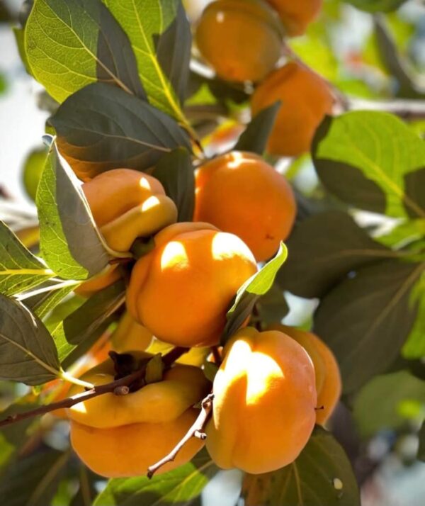 Big Mopan Persimmon Plant - Image 2