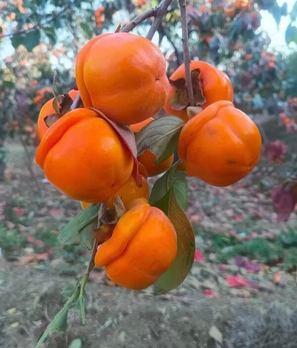 Big Mopan Persimmon Plant