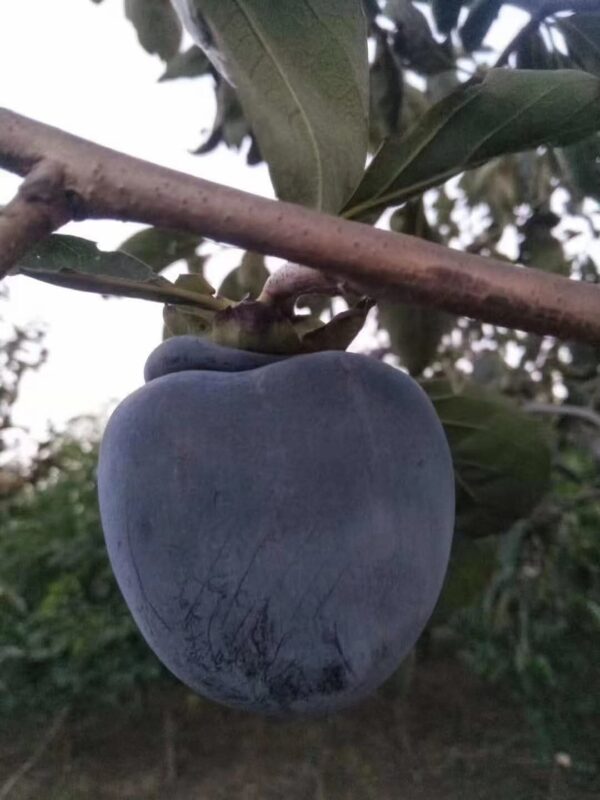 Black Persimmon Plant