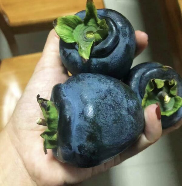Black Persimmon Plant - Image 4