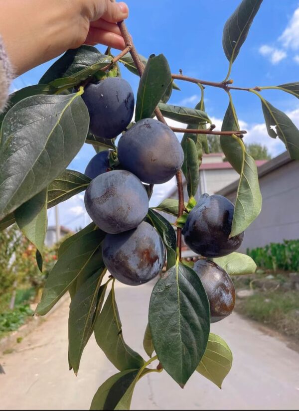 Black Persimmon Plant - Image 2