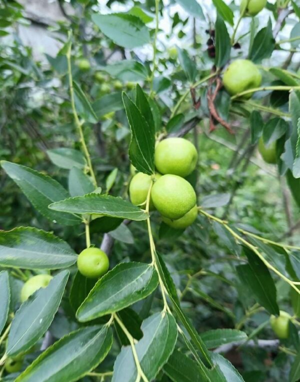 Honeyji Jujube Plant - Image 5