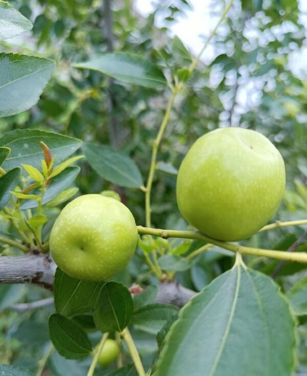 Honeyji Jujube Plant