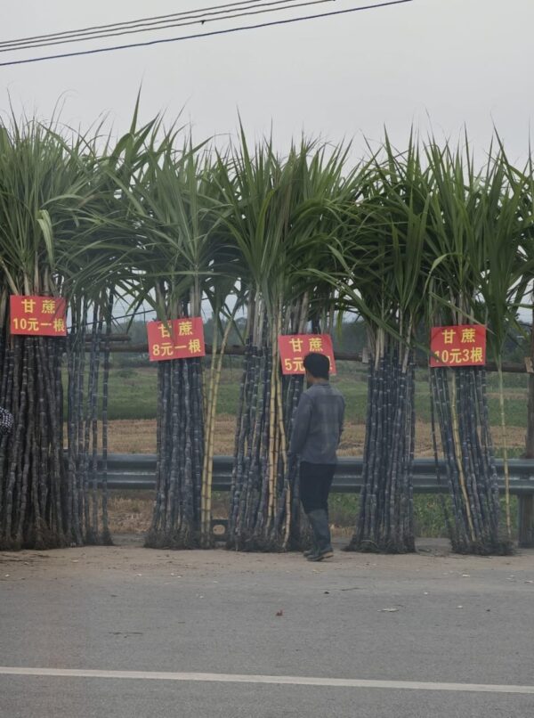 Guangxi black sugarcane Node/cutting