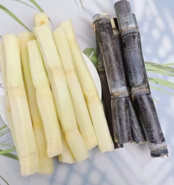 Guangxi black sugarcane Node/cutting - Image 3