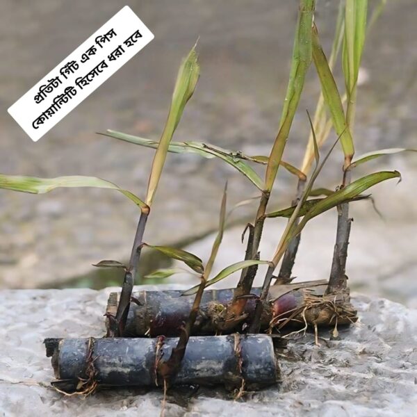 Guangxi black sugarcane Node/cutting - Image 2