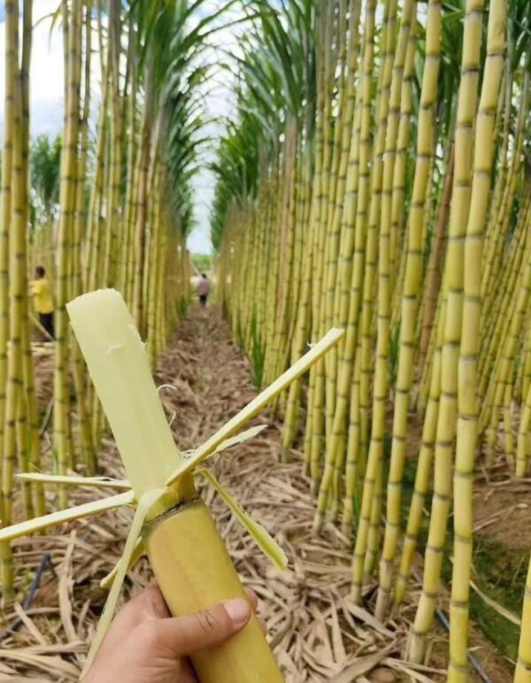 Wampy Sugarcane Node/cutting