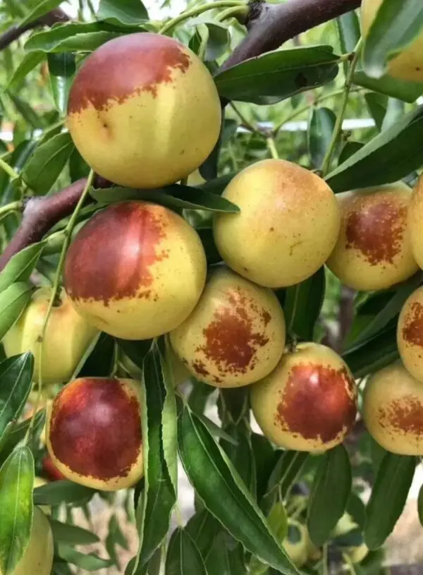 Emperor Jujube Plant