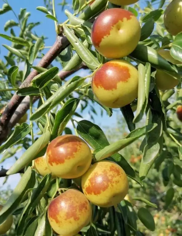 Emperor Jujube Plant - Image 5