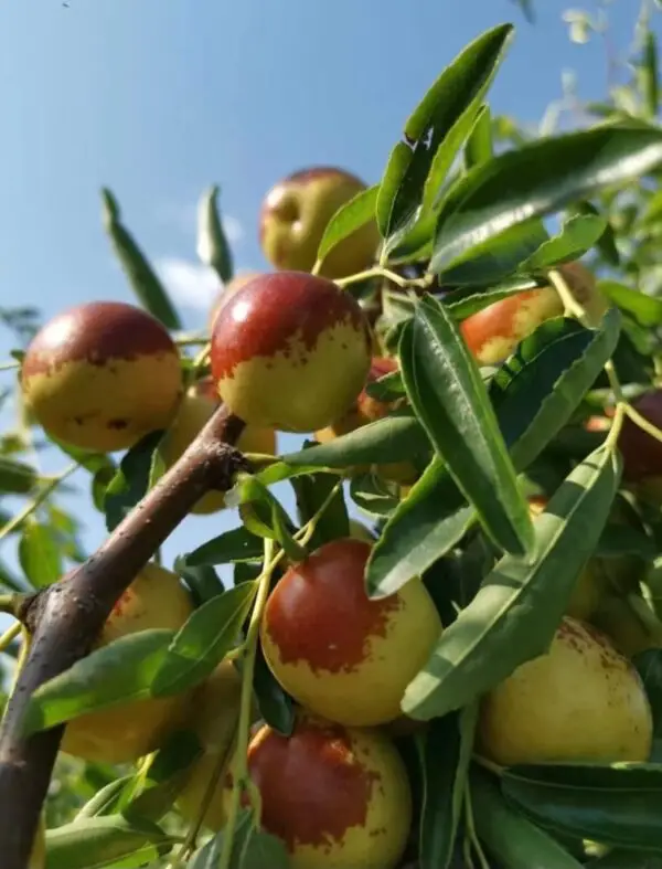 Emperor Jujube Plant - Image 6