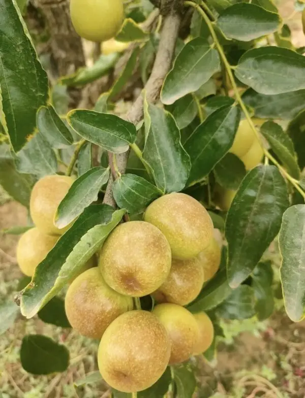 Emperor Jujube Plant - Image 4