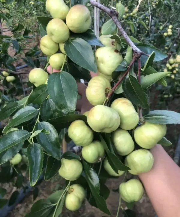 Pandori Jujube Plant - Image 4