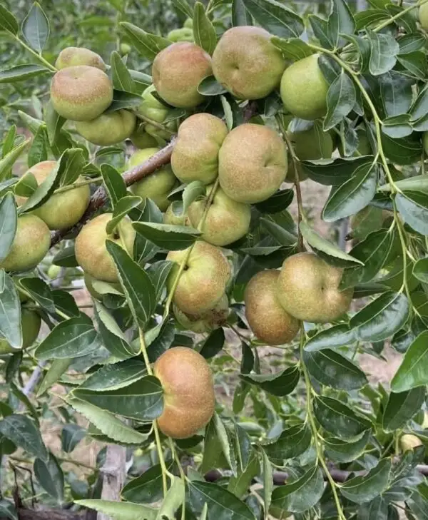 Pandori Jujube Plant - Image 5