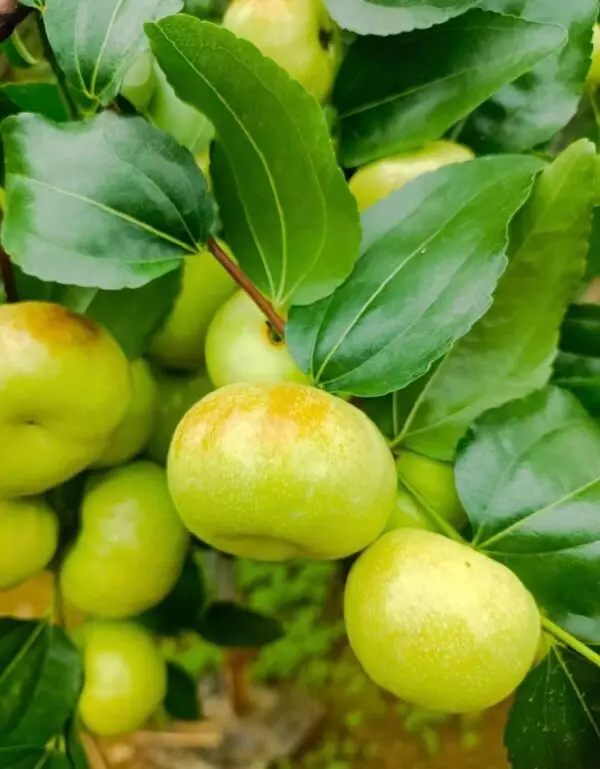 Pandori Jujube Plant