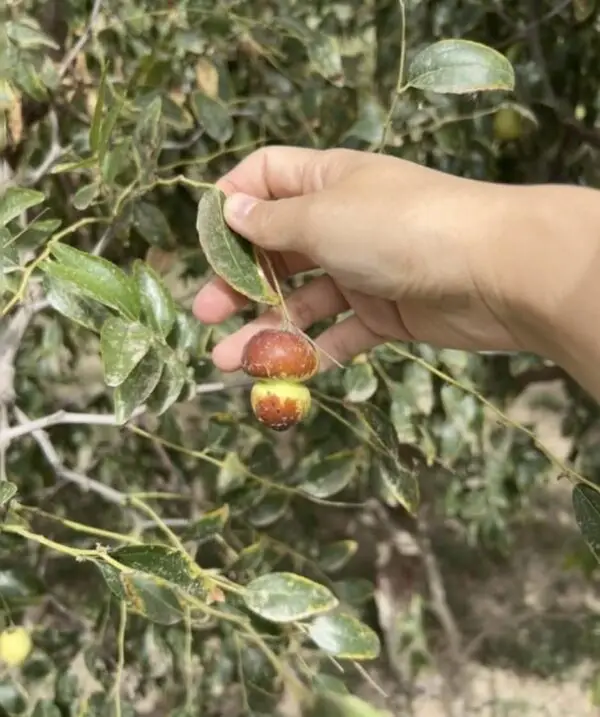 Hu-lee Jujube Plant - Image 4