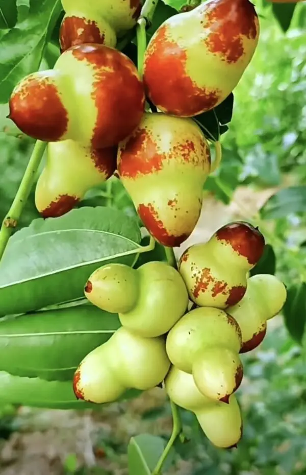 Hu-lee Jujube Plant - Image 2