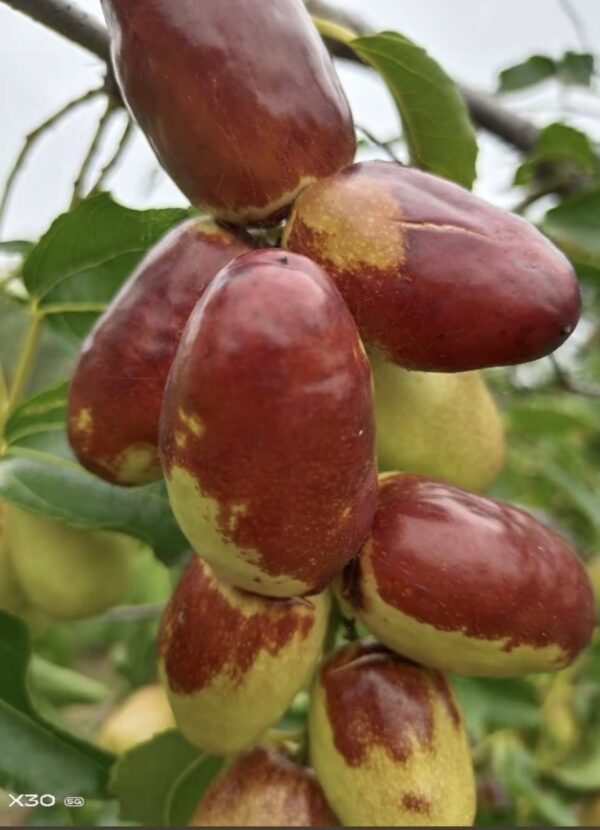 Hama zao Jujube Plant - Image 2