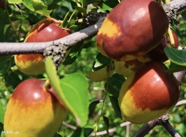 Hama zao Jujube Plant - Image 5