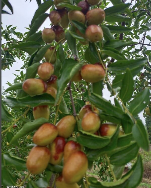 Hama zao Jujube Plant