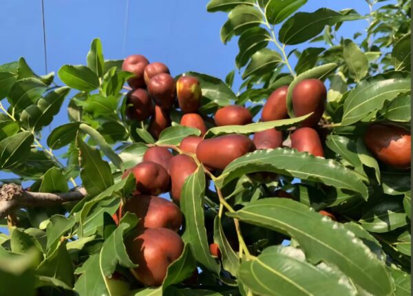 Pitcher Jujube Plant