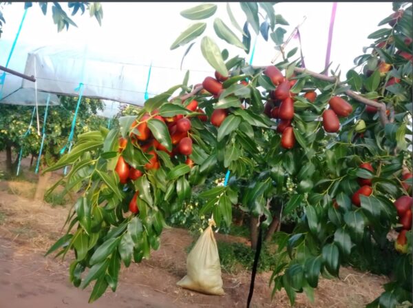 Pitcher Jujube Plant - Image 2