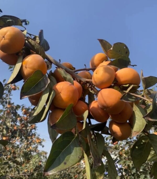 Fangeon Persimmon plant