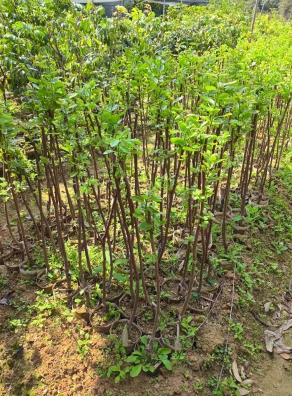 Sunshine Prosperity Persimmon Plant - Image 3