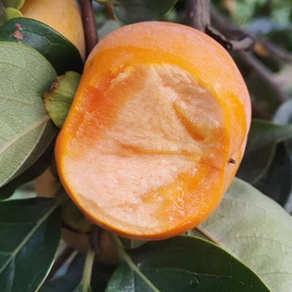 Sunshine Prosperity Persimmon Plant - Image 2