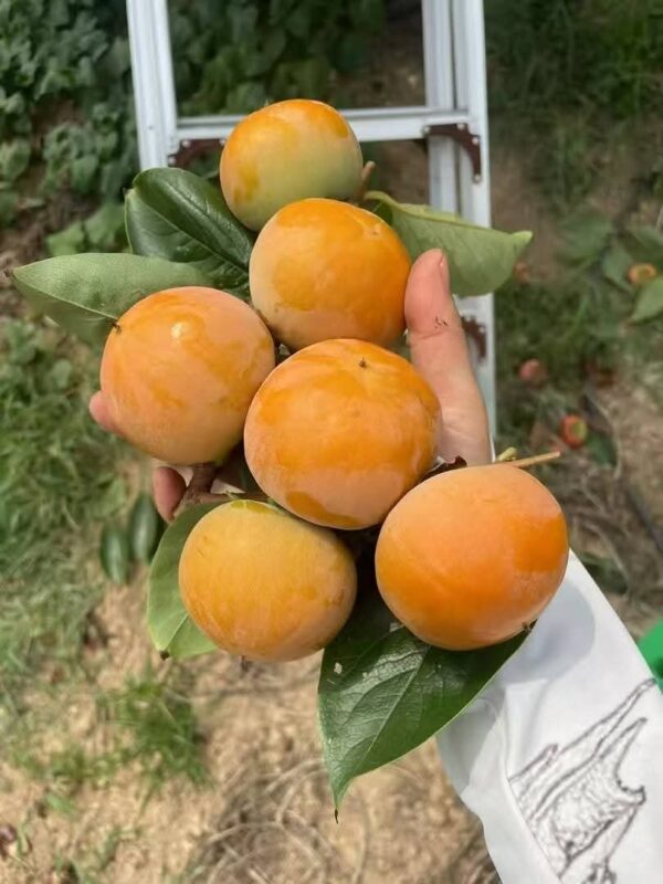 Atashishi Yaku Persimmon plant - Image 4