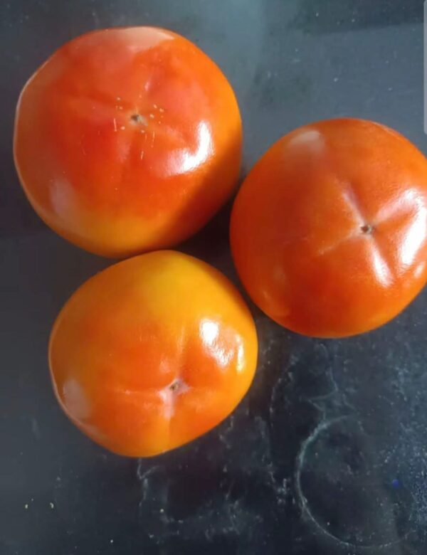 Atashishi Yaku Persimmon plant