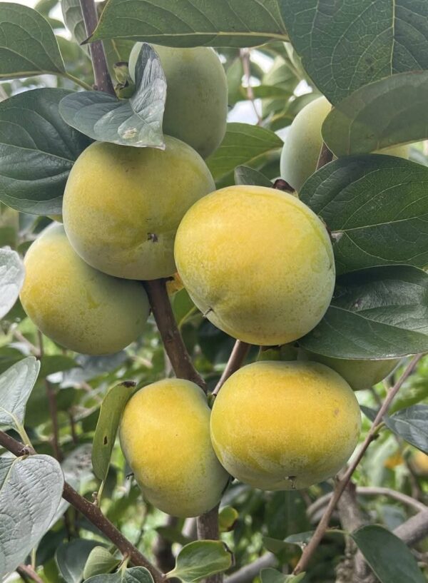 Atashishi Yaku Persimmon plant - Image 2