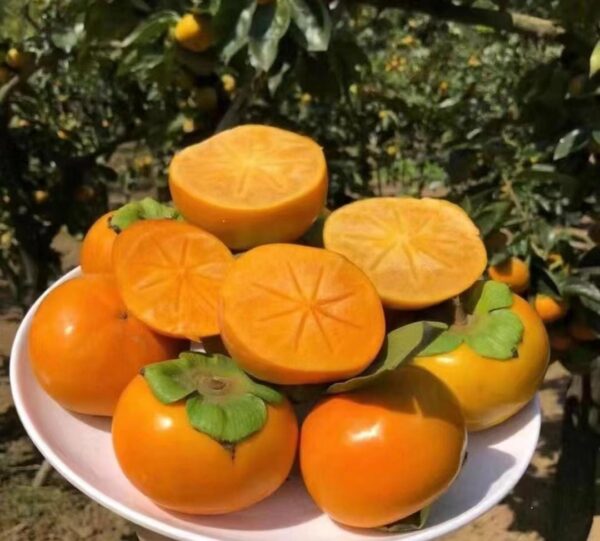 Fuyo Persimmon plant