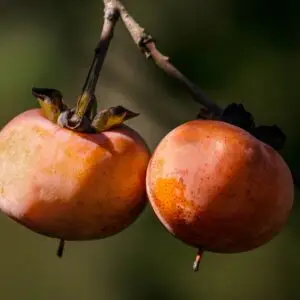 wild persimmon, fall fruit, autumn fruit, persimmon tree, orange fruit, persimmon berry, diospyros virginiana, divine fruit, god's pear, jove's fire, wild persimmon, persimmon tree, diospyros virginiana, diospyros virginiana, diospyros virginiana, diospyros virginiana, diospyros virginiana