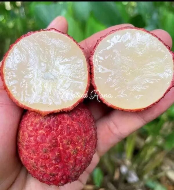 Seedless lychee Plant - Image 7