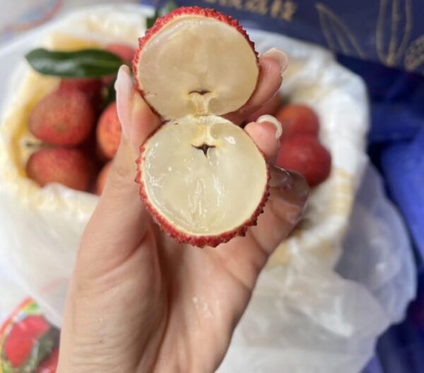 Seedless lychee Plant