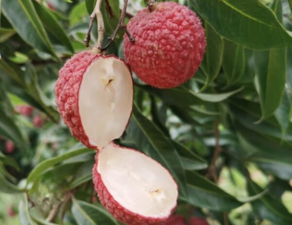 Seedless lychee Plant - Image 5