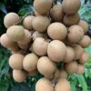 Chuliang Longan Plant - Image 6
