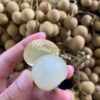 Chuliang Longan Plant - Image 5