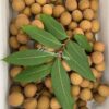 Chuliang Longan Plant - Image 4