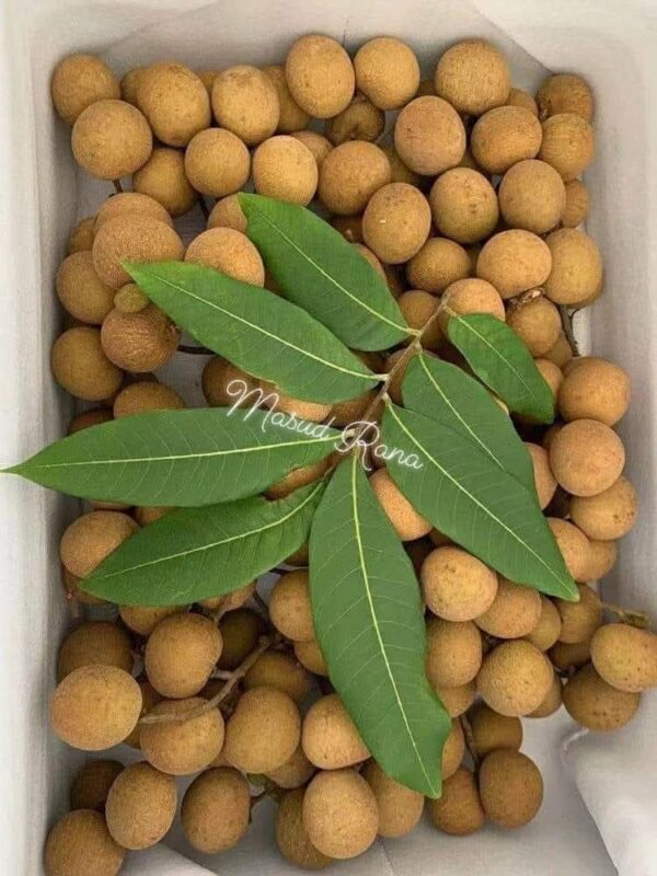 Chuliang Longan Plant - Image 4