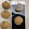 Chuliang Longan Plant - Image 2