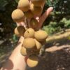 Chuliang Longan Plant