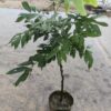 Chuliang Longan Plant - Image 3