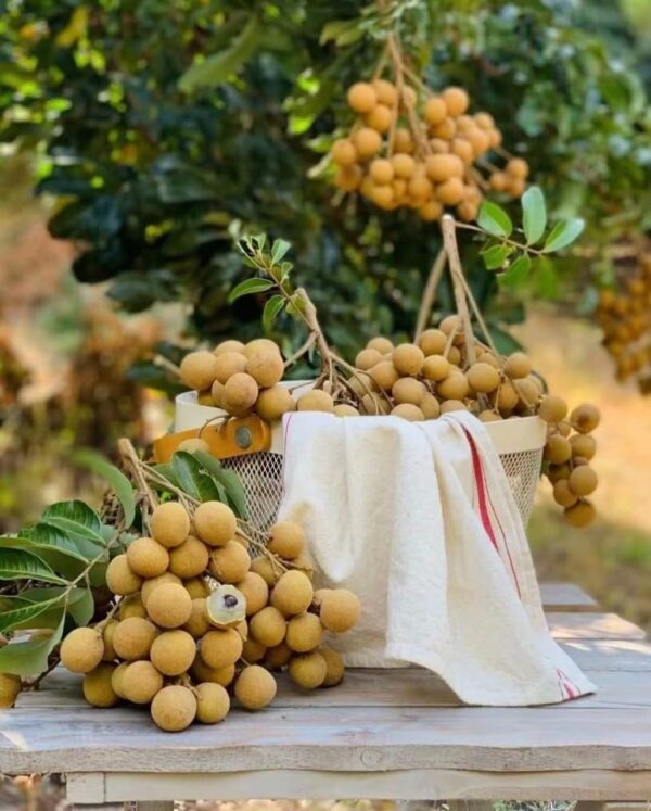 Sixia Longan Plant - Image 4