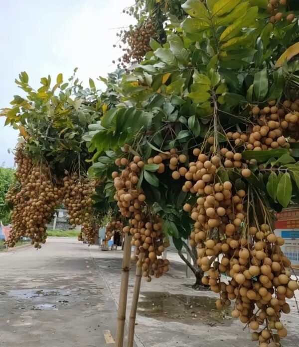 Sixia Longan Plant